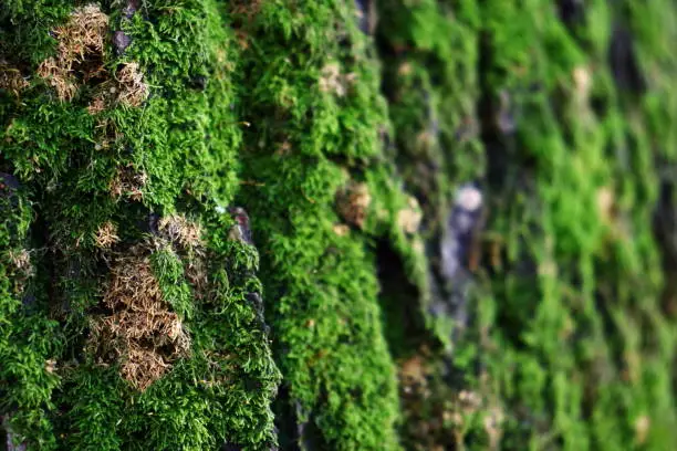 Photo of Detailed green moss on tree bark stock photo