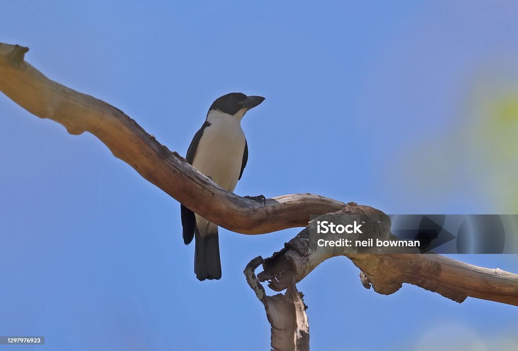 Van Dams Vanga Stock Photo Download Image Now Africa, Animal