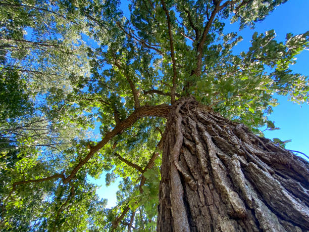 istock looking up through an old acorn tree with trunk bark details and blue sky 1297979229
