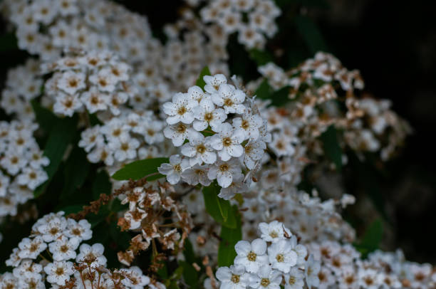 istock Italian plants and flowers 1297979350