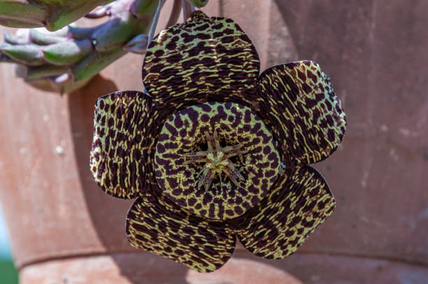 istock Italian plants and flowers 1297979377