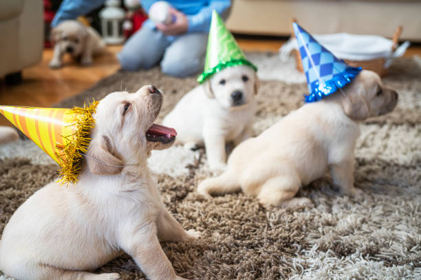 istock Puppies at home 1297980669