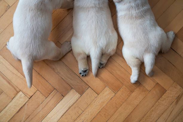 cucciolo che gioca a casa - animale appena nato foto e immagini stock