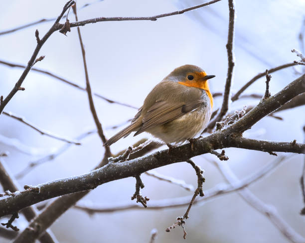 istock European robin sitting on a tree branch 1297983457