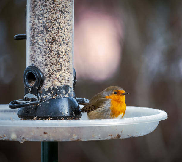 European robin (Erithacus rubecula) perching on a tree stump in winter.