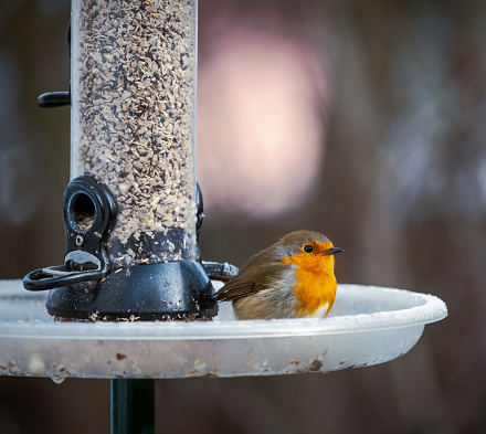 Closeup of a European robin sitting on a bird feeder