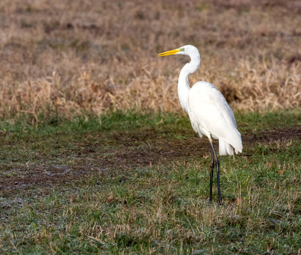 istock White great egret standing in a  meadow 1297983865