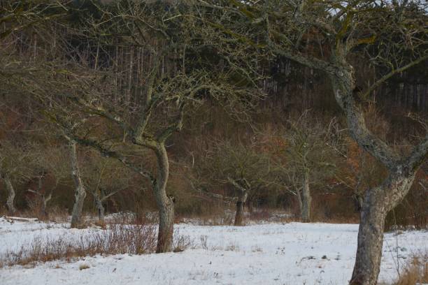 istock Leafless trees in the winter with a snow 1297984386
