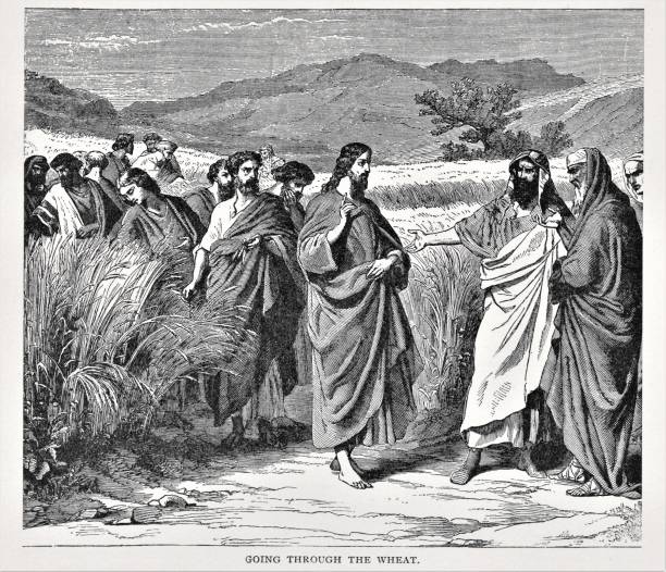 Jesus with Disciples Parable of Wheat and Tares Jesus Christ in a wheat field with apostles, telling parable of wheat and tares. Illustration published in The Life of Christ by Louise Seymour Houghton (American Tract Society: New York) in 1890. Copyright expired; artwork is in Public Domain. Digitally restored. allegory painting illustrations stock illustrations