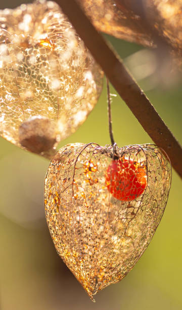 istock Fruits of Winter Cherry Plant 1297988076
