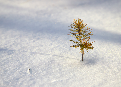 young pine sprout sticking out of the snow. High quality photo