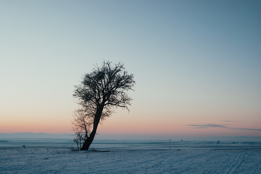 Tree in field in winter at sunset