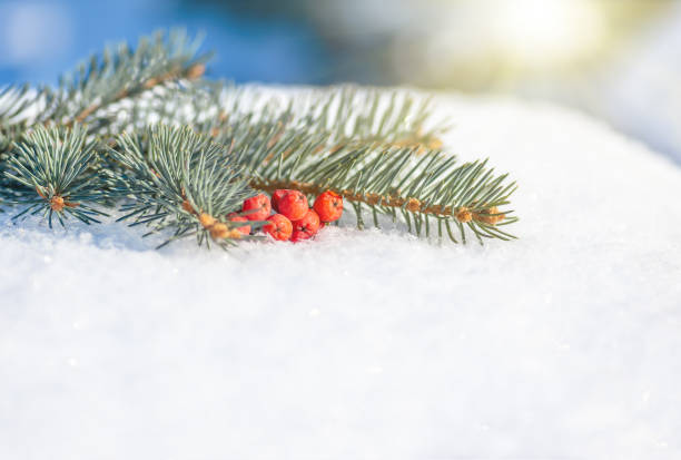 istock Red berries and spruce branch lying in the snow. 1297989581