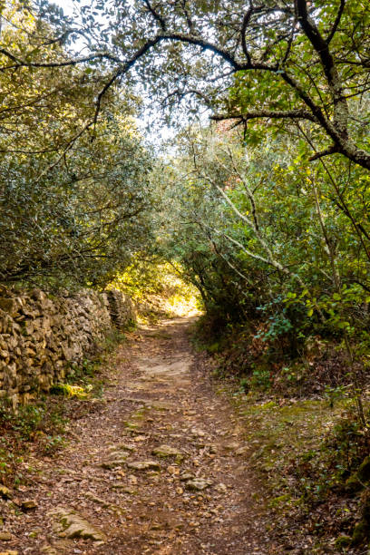 istock Roman and medieval path in the woods 1297990272