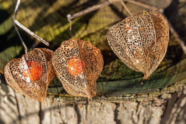 January 2021: Close-up of fascinating, heart-scaped fruit covering of Chinese Lantern Plant