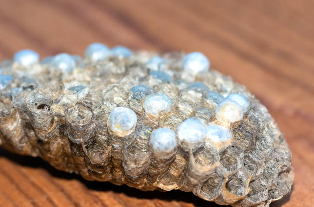 istock wasp nest with larvae, honeycomb wasp, closeup 1297990611