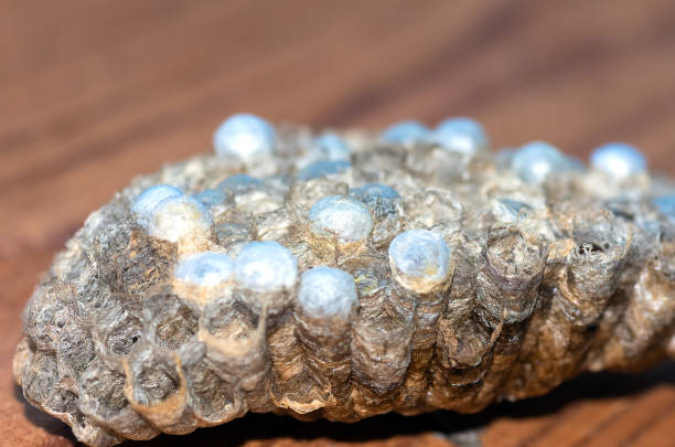 istock wasp nest with larvae, honeycomb wasp, closeup 1297990637