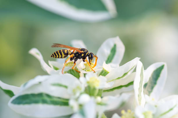 istock wasp close up sits on a flower, natural background 1297990754
