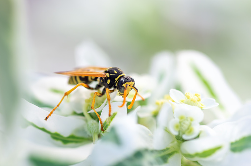 Wild wasp close up sits on a flower, natural background.