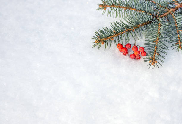 istock Red berries and spruce branch lying in the snow. 1297991851
