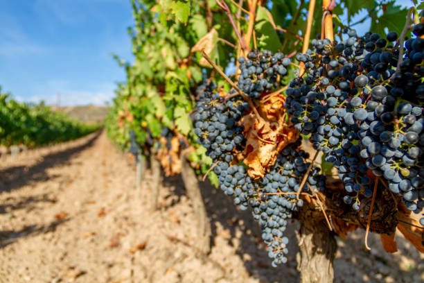 La Rioja Vineyards Vineyards in Clavijo near Logroño, La Rioja, Spain feeding grapes stock pictures, royalty-free photos & images