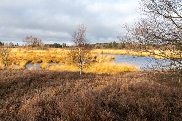 istock Swamp landscape in the High Fens 1297994553