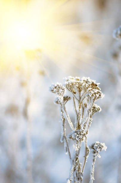istock Hoarfrost on dry grass, natural winter background. 1297994754