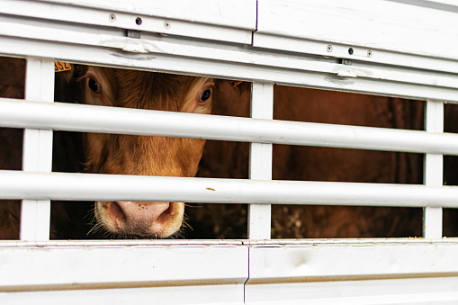 Veal peeking out of aeration windows in a cattle truck.