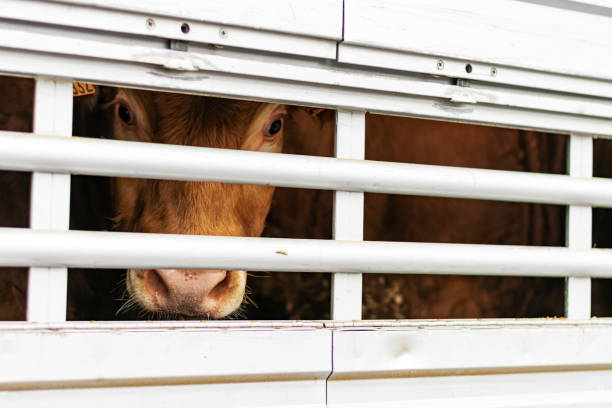 20,414 Livestock Transportation Stock Photos, Pictures & Royalty-Free  Images - iStock