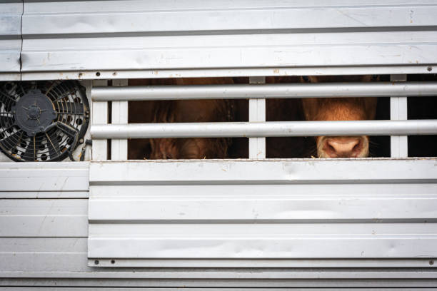 istock Transportation of cattle in a cage truck. 1297996553