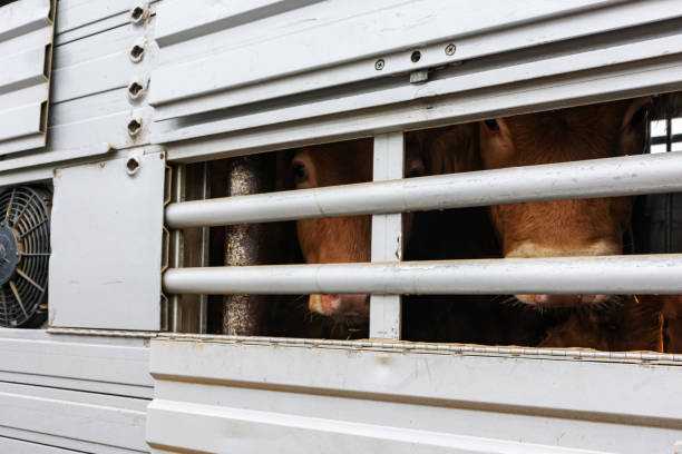 istock Transportation of cattle in a cage truck. 1297996581