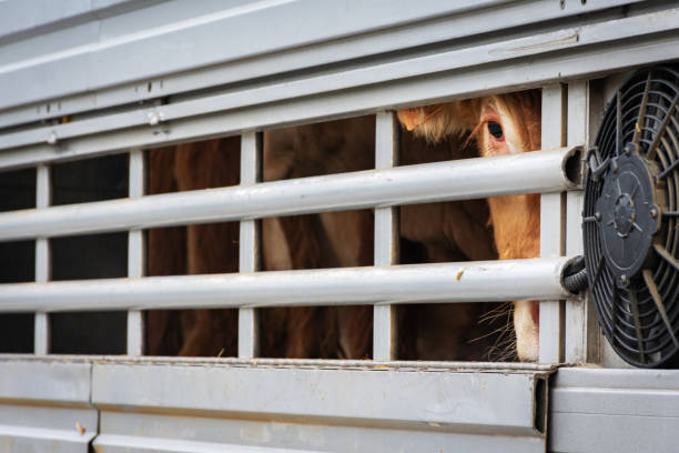 istock Transportation of cattle in a cage truck. 1297996587