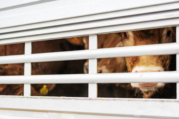 istock Transportation of cattle in a cage truck. 1297996589