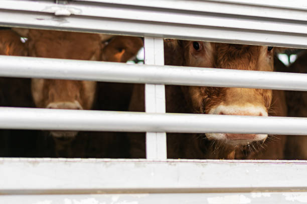 istock Transportation of cattle in a cage truck. 1297996596