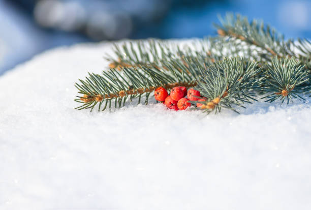 istock Red berries and spruce branch lying in the snow. 1297996598