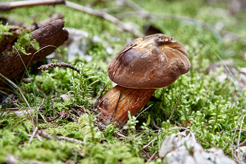Full frame image of mushroom on moss with focus on foregroung in Bavaria in autumn, selective focus.