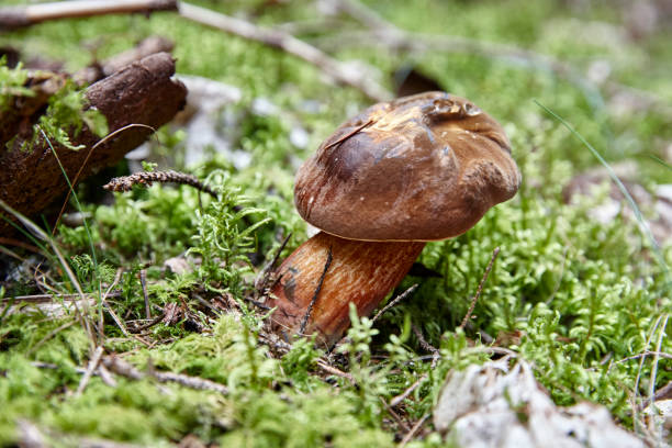 boletus luridiformis - moss side - fotografias e filmes do acervo