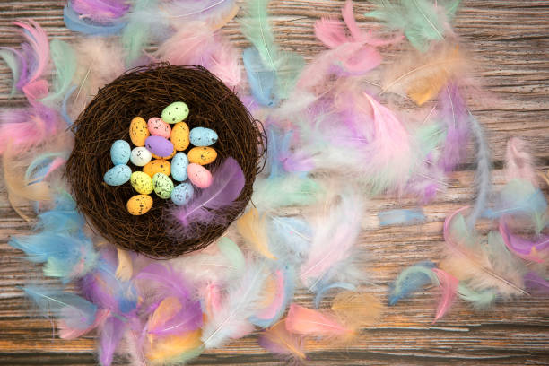 Colorful bright easter eggs in bird nest with Pastel colored feathers and wooden background texture top view, Copy Space, Spring, Easter Holliday, greeting card concept colorful design