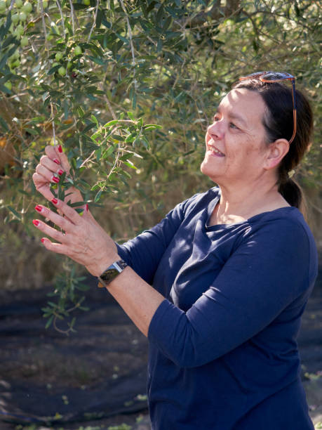 istock Middle-aged woman picking olives at olive tree plantations 1297997040