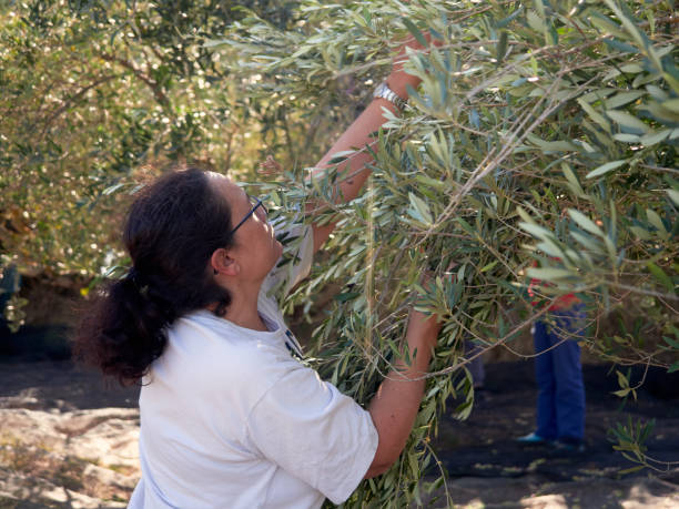 istock Middle-aged woman picking olives at olive tree plantations 1297997045