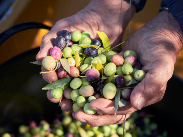 colpo ravvicinato delle mani di una persona anziana che tiene olive mature e acerpe durante la raccolta - orchard fruit vegetable tree foto e immagini stock