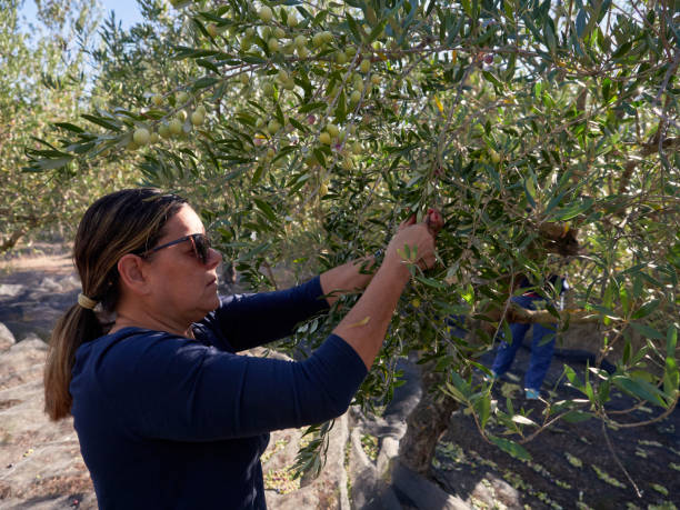 istock Middle-aged Caucasian female picking olives at olive tree plantations 1297997064