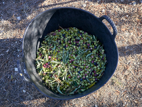 A high angle shot of olives in a bucket at the harvest of olive plantations