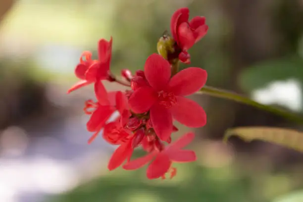 A cluster of red 5-petaled flowers