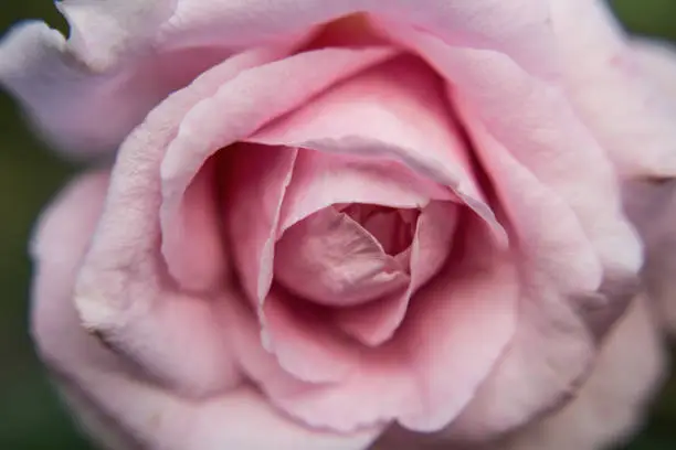 Close up of a rose bud and petal detail