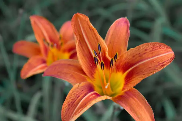 Close up of a bright orange lily flower with a second one behind it