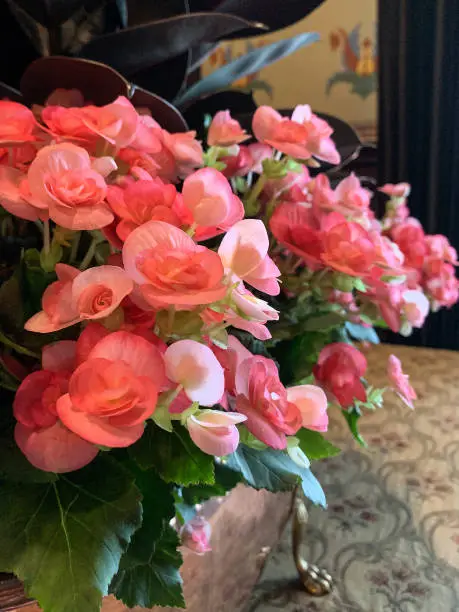 Close up of a coral / pink colored begonia plant indoors