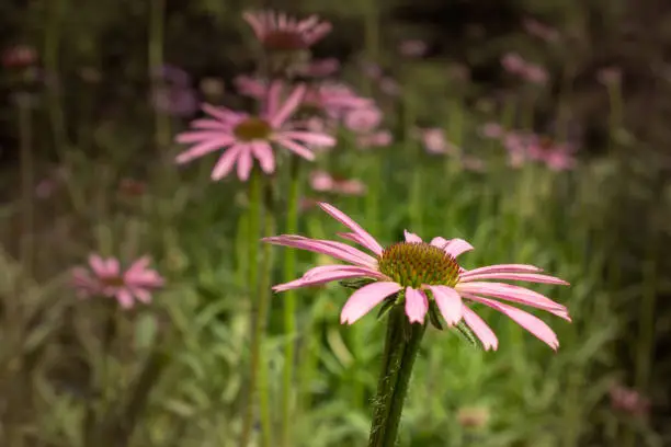 Field of pink daisies with one in focus in the foreground