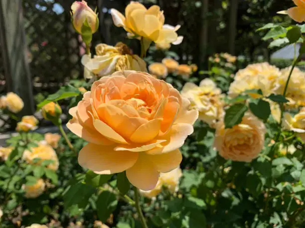 A garden of yellow roses with the focus on one closest to the camera