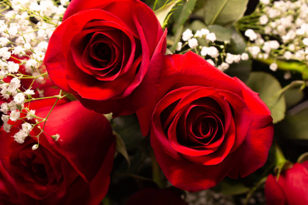 istock Red Roses with Baby's Breath 1297997881